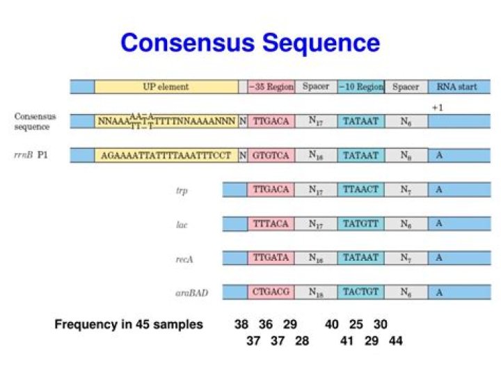 How do you create a consensus sequence in BioEdit?