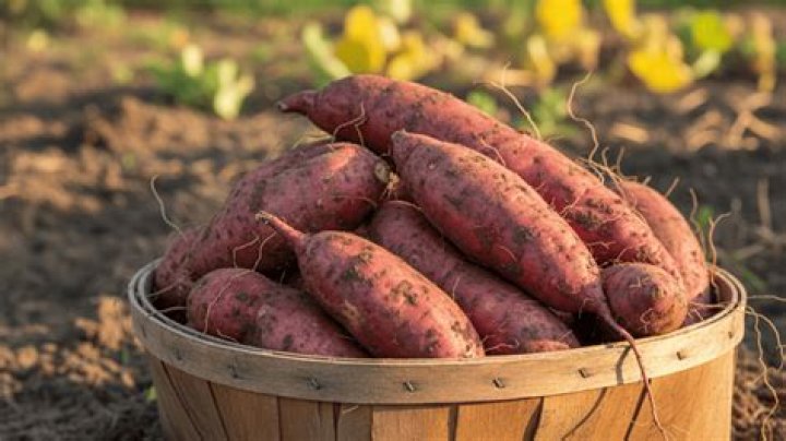 How long do sweet potatoes take to grow in Australia?
