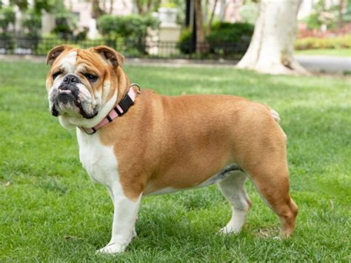 How much is a English bulldog worth?