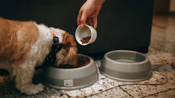 Is it bad to feed your dog by hand?