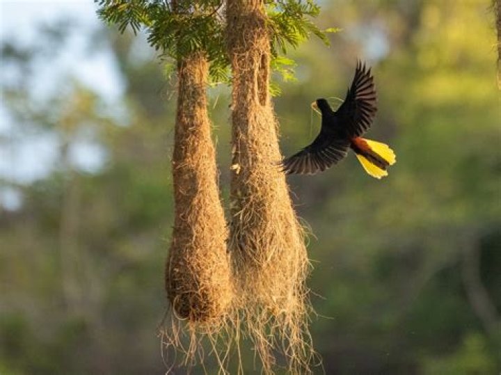 What advantage do the Oropendola birds get from building many nests so close together?