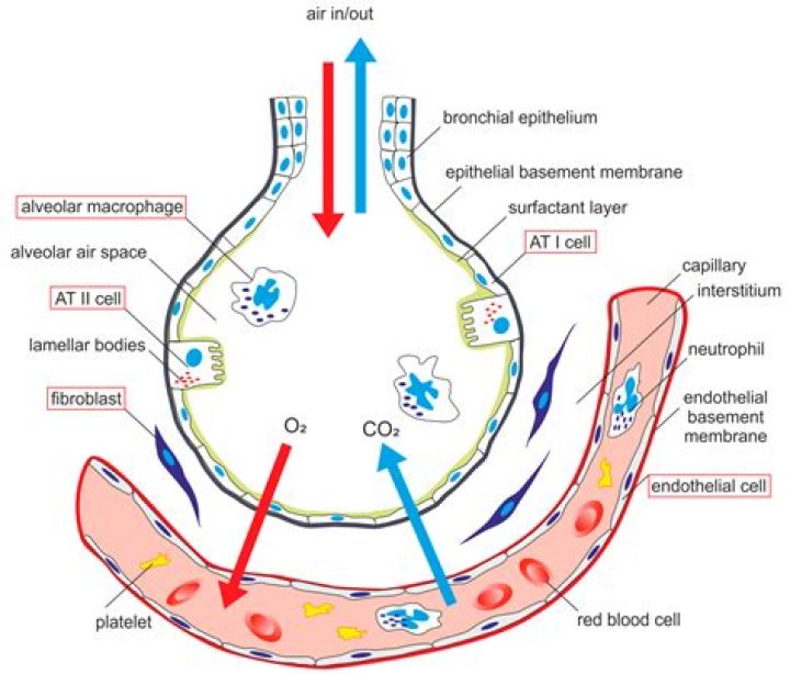 What does alveolar capillary membrane changes mean?