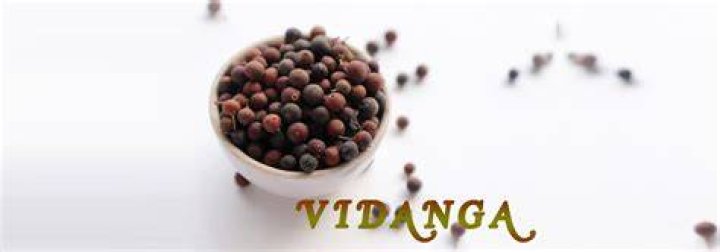 What is Vidanga used for?